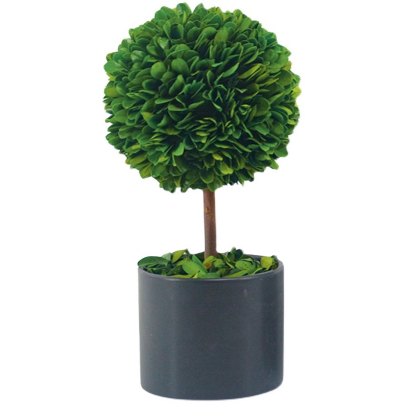 馨颜植花卉植物室内小盆栽客厅装饰盆景办公室桌面绿植宿舍小摆件