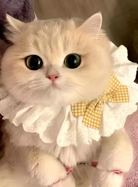猫咪蕾丝围脖蝴蝶结口水巾宠物可爱装饰脖子围兜狗狗围嘴饰品