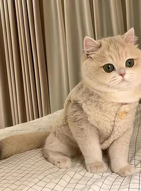 猫咪羊羔毛背心秋冬保暖马甲宠物服装狗狗可爱造型犬猫通用仿掉毛
