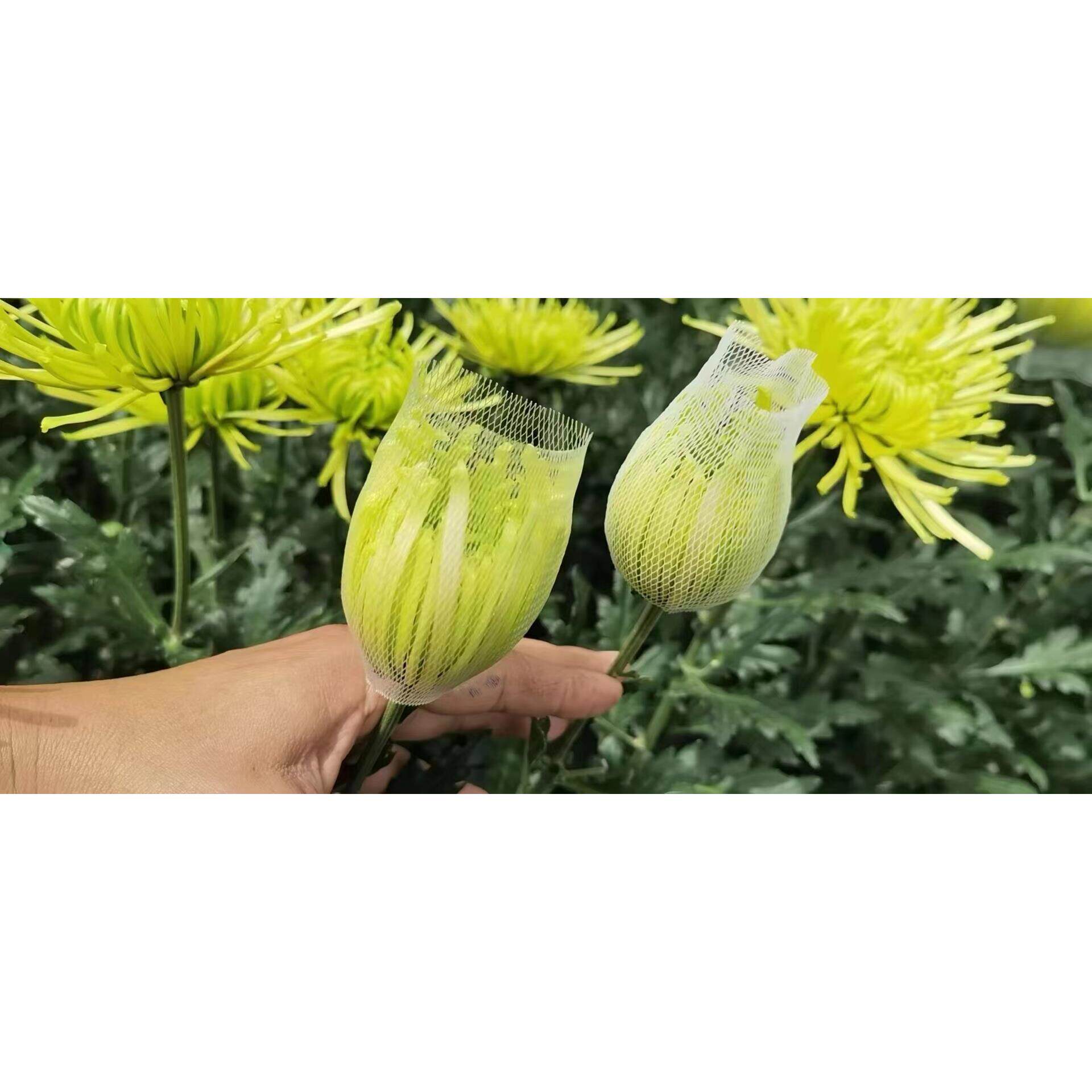 牡丹菊保护网套 乒乓菊波斯菊套袋网 包花运输防炸开包装网套