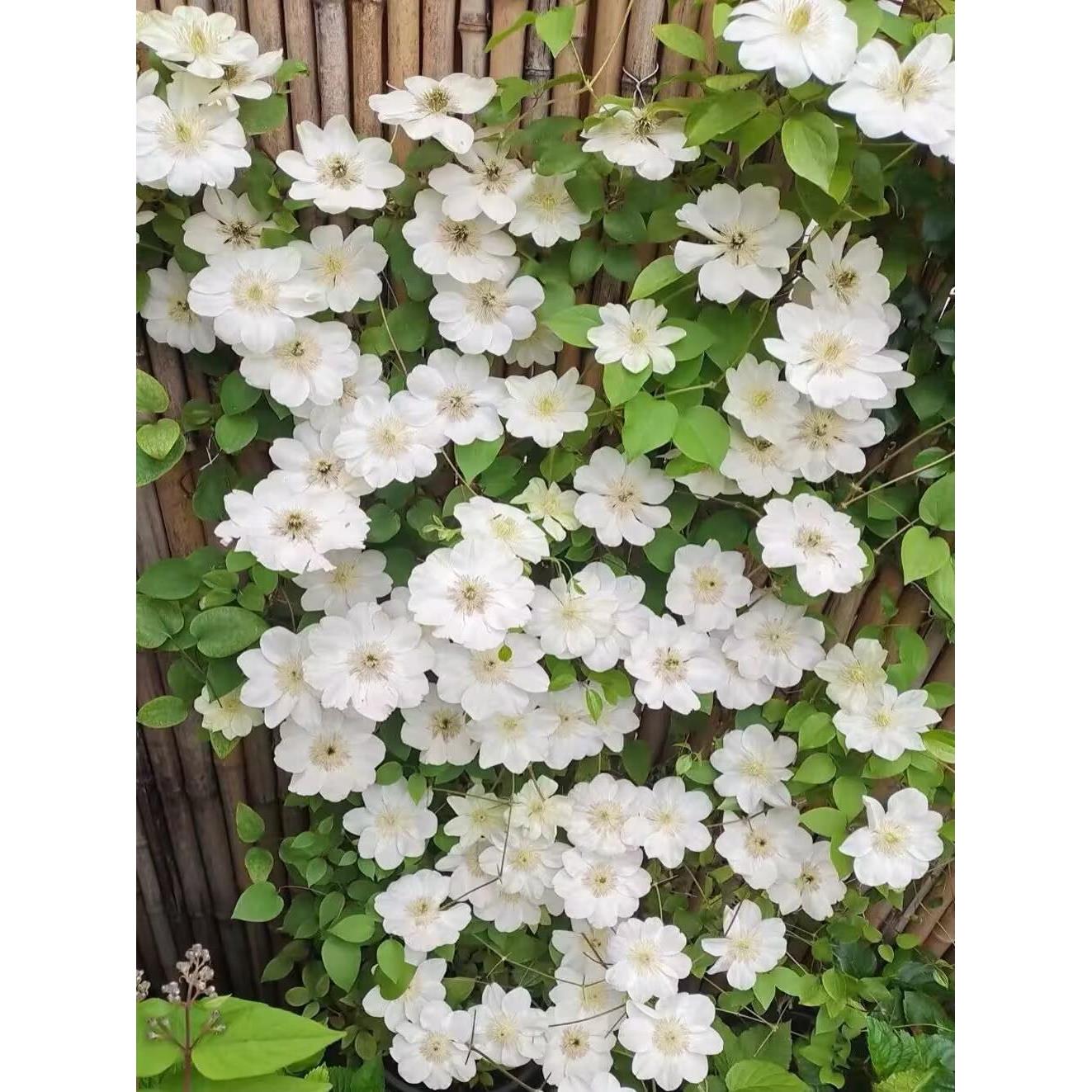 铁线莲格恩西岛花园庭院开花植物花苗