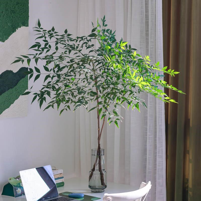 绿天竺鲜切枝新鲜花真花南天竹鲜枝上海发可闪送水养花瓶插花家庭