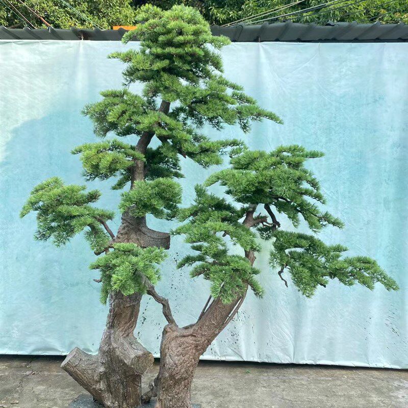 仿真迎客松室内外装饰造景仿真树绿植罗汉松假美人松大型落地摆件