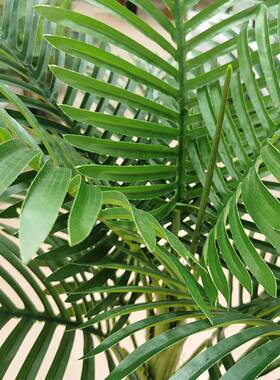 仿真散尾葵造三杆大型造景人栽家居装饰盆盆景摆件假树仿96030真