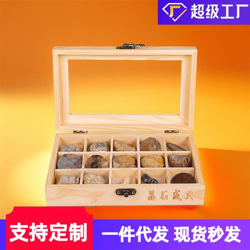 15种天然化石石头原石珊瑚菊石鲨鱼牙齿树化玉海螺木盒工艺摆件