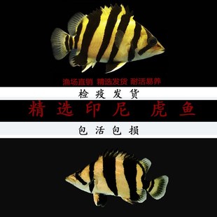 印尼三纹虎鱼泰国泰北虎淡水苏虎杂纹四纹虎观赏鱼练手虎鱼虎鱼苗