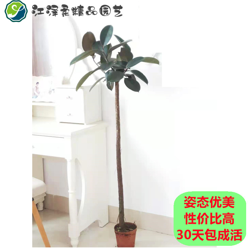 黑金刚橡皮树盆栽大型植物室内大叶客厅常青除甲醛净化空气包成活