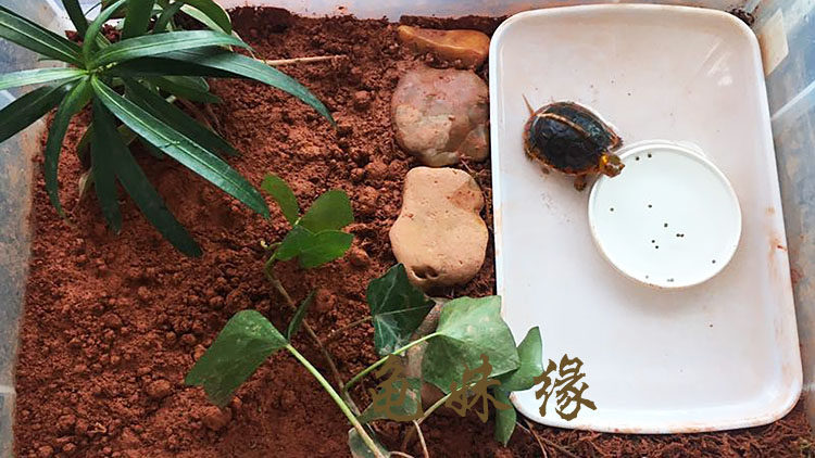 陆龟盆食水盘乌龟器爬虫水盘黄缘食台食盆半水龟苗泡澡水盆喂食器,宠物/宠物食品及用品,爬宠缸/箱,淘宝优惠券,粉丝福利购,淘宝优惠卷