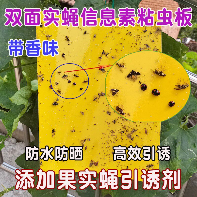 双面粘虫板黄色诱虫板防水蓝板蔬菜温室大棚小黑飞果实蝇苍蝇包邮