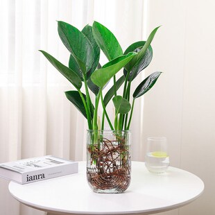 水培金钻绿公主桌面盆栽植物净化空气好养活办公室懒人水养植物