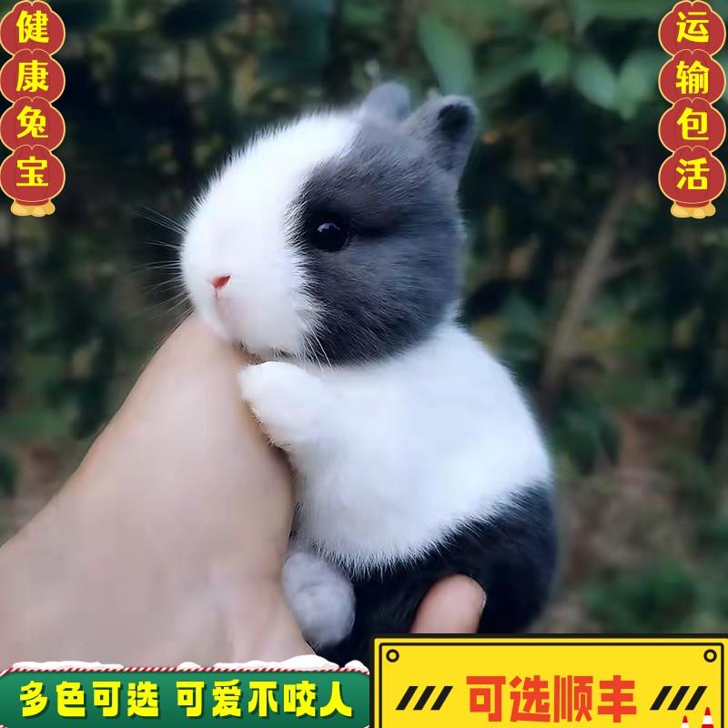 迷你侏儒兔一公一母宠物兔子活物带笼子迷你茶杯兔子垂耳兔活体