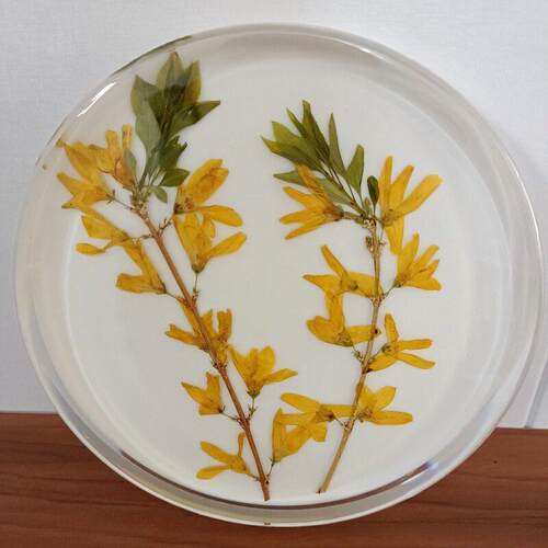 植物腊叶标本浸制标本包埋标本中草标本医馆医院学校展览制