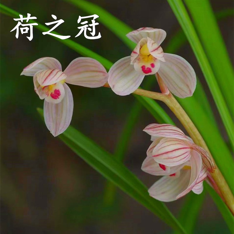 莲瓣兰荷之冠石鼓大雪素兰花浓香好养清雅室内客厅庭院桌面花卉