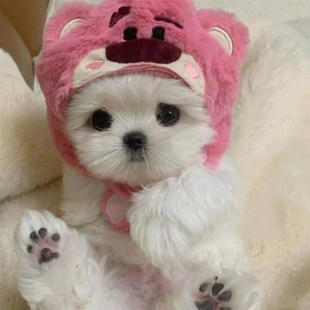 约克夏专用帽子宠物小狗狗头套冬天冬季可爱保暖小型犬幼犬用品
