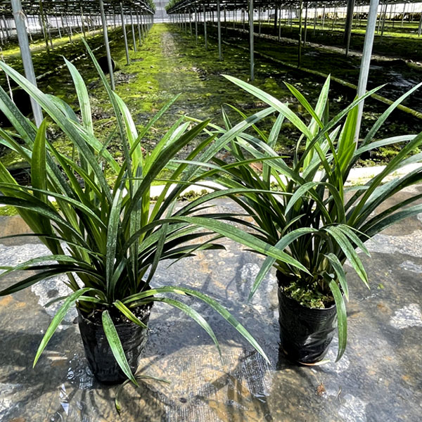 绿缘兰花 如意 带花芽四季兰墨兰杂交兰浓香室内桌面绿植常绿盆栽