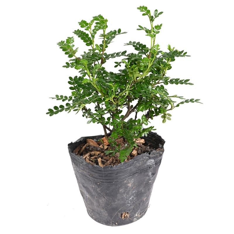 黄缘闭壳龟环境专用植物养殖箱造景绿植安缘半水龟布景材料套餐,宠物/宠物食品及用品,爬宠躲避/造景,淘宝优惠券,粉丝福利购,淘宝优惠卷