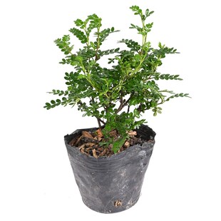 黄缘闭壳龟环境专用植物养殖箱造景绿植安缘半水龟布景材料套餐