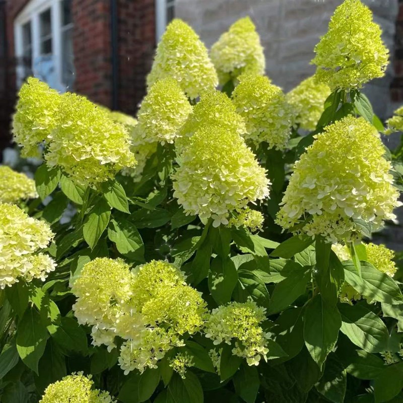 圆锥绣球石灰灯2加仑大苗 耐寒耐热耐晒多年生庭院阳台盆栽好养