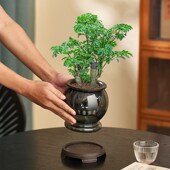 水培福禄桐室内盆栽办公室桌面植物净化空气客厅绿植花卉四季 好养