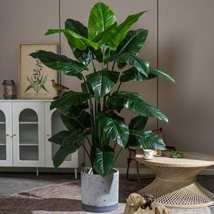 阔叶植物彩虹芋假树盆栽室内客厅绿植造景装饰摆件高端仿生植物
