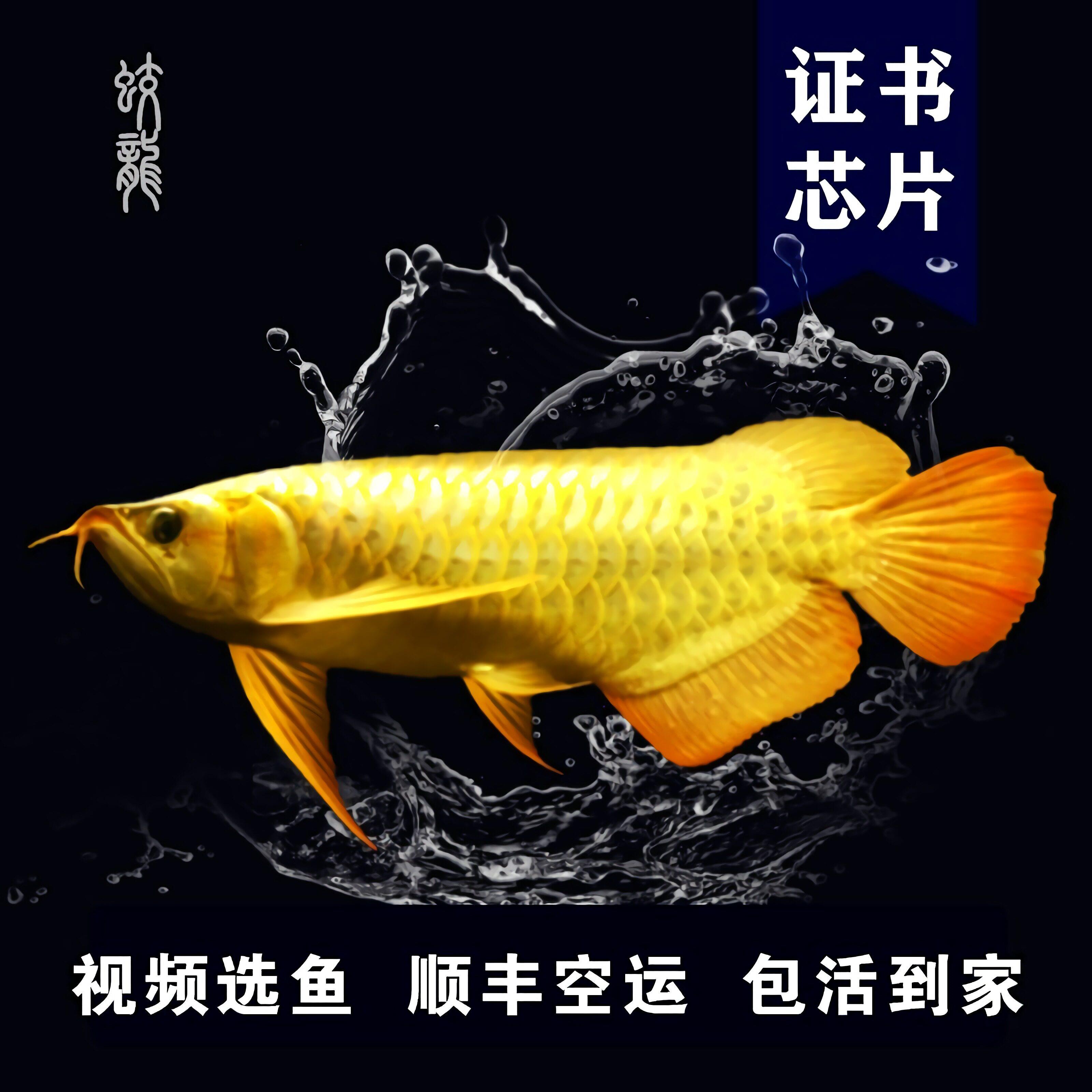 金龙鱼活鱼金头过背金龙鱼苗热带淡水鱼活体古典蓝底过背观赏鱼