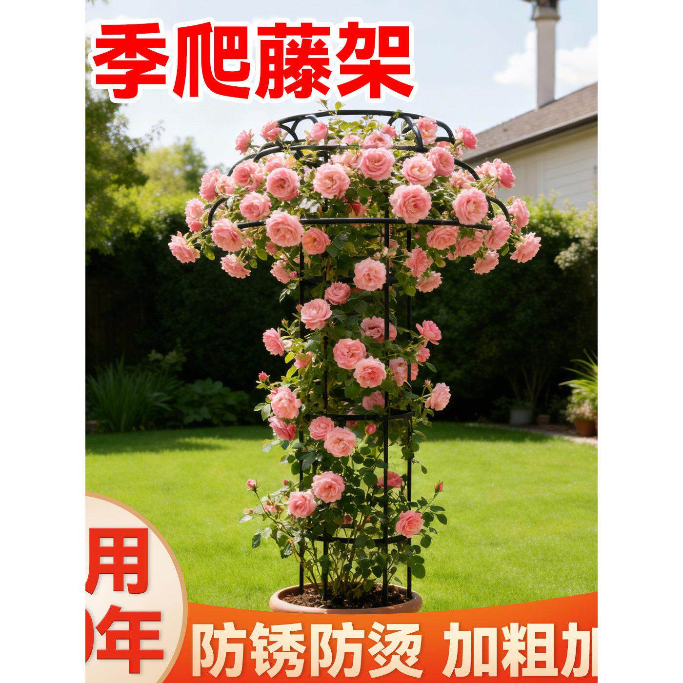 新疆包邮月季爬藤架植物攀爬架伞形花架支撑杆铁线莲飘香藤蔷薇固