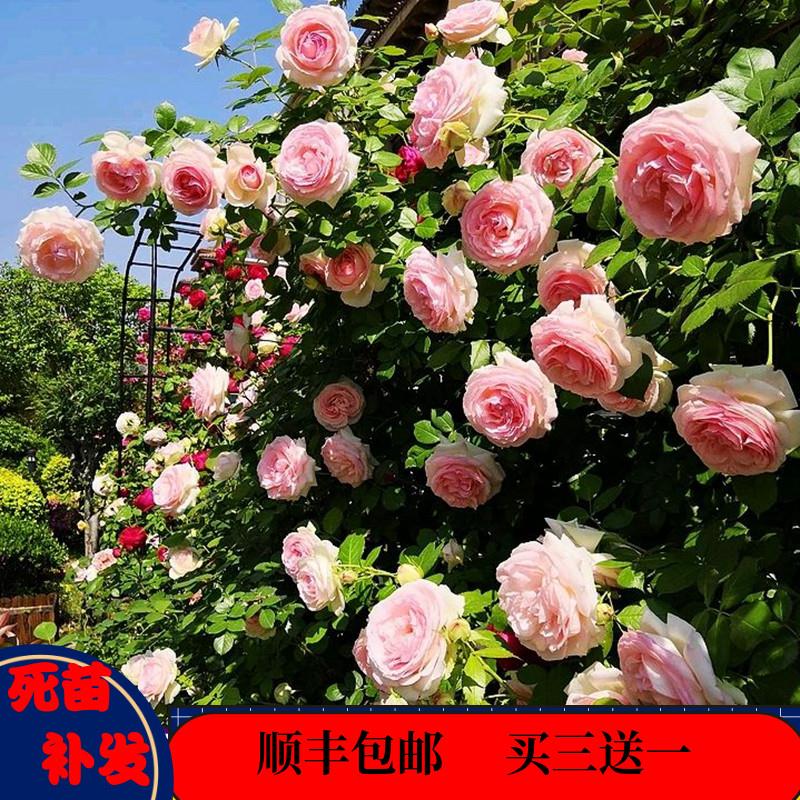 粉色龙沙宝石爬藤月季蔷薇花苗特大爬藤月季浓香庭院蔷薇多季开花