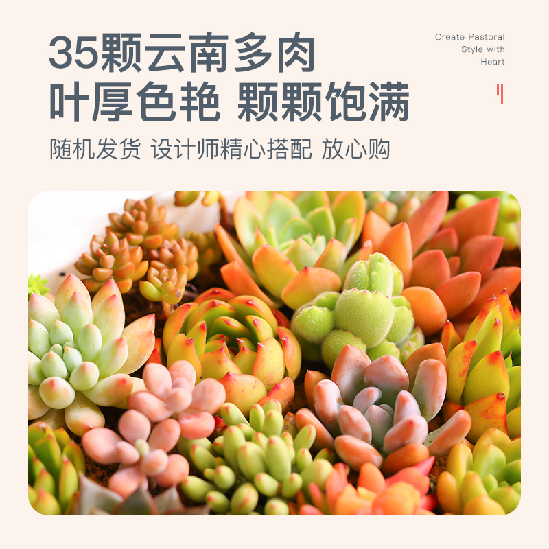 多肉植物新手餐盆栽阳台颗餐多颗植物拼盆含盆含土