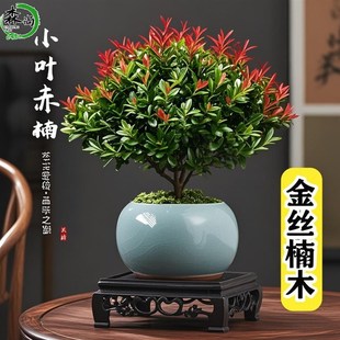 金丝楠木小叶赤楠老桩树苗盆栽室内盆景植物花卉四季好养桌面绿植