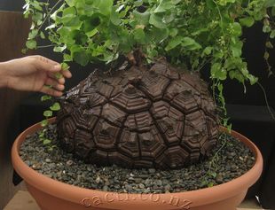 南非龟甲龙【小苗】多肉绿植盆栽包邮新手推荐超好养