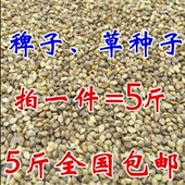 包邮 鸟食水稗子草籽芙蓉鸟 蛋白质高5斤 珍珠鸟文鸟 鹦鹉