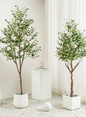 DHZ植居物橄榄树盆家客厅室内落地大型栽绿商植F86M7JS8橱窗场装