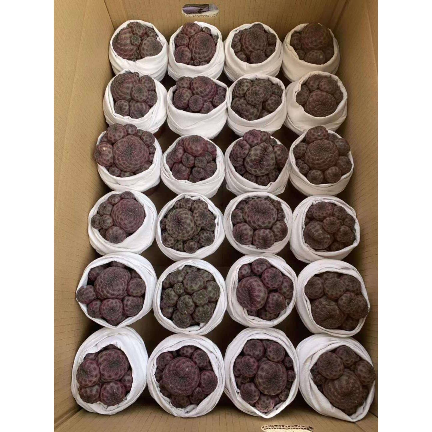 家居植物花卉盆栽掌紫力丸仙人多肉植物栽紫盆力丸