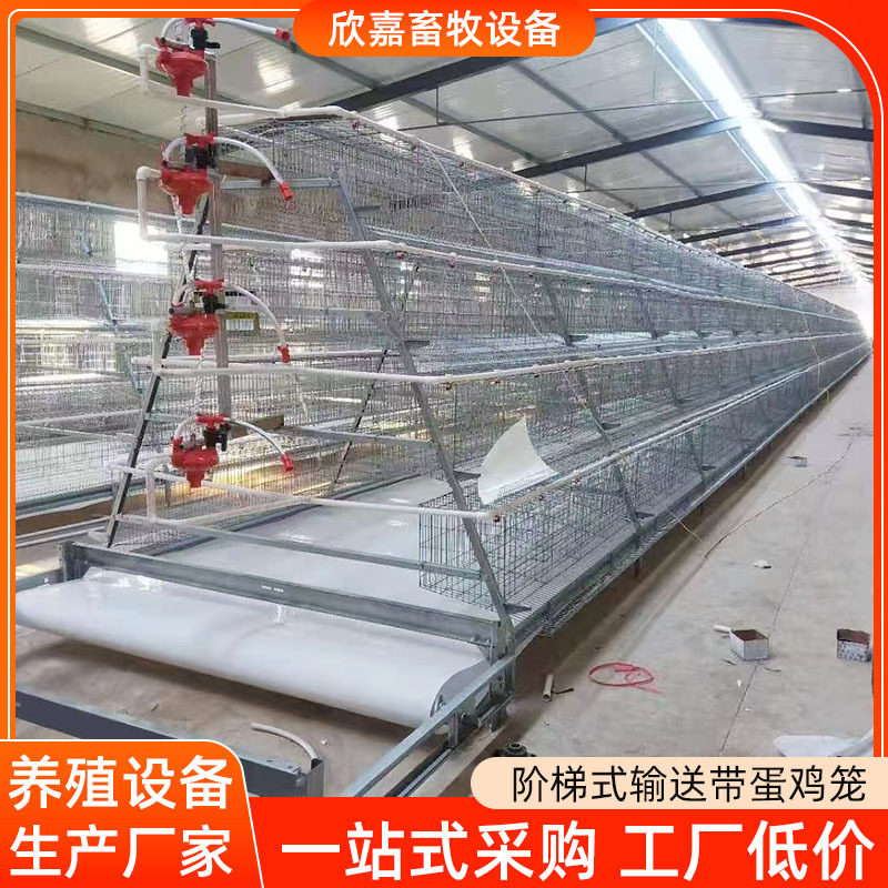 阶梯式输送带蛋鸡笼养殖场全自动加粗加厚热镀锌自动捡蛋养殖设备