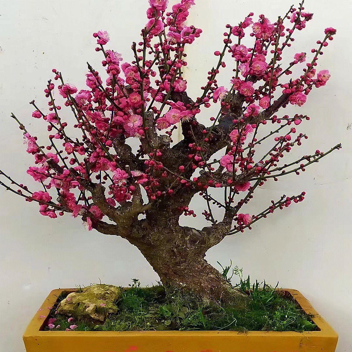 红梅老桩盆栽梅花盆景原生骨里红盆景朱砂梅腊梅阳台庭院耐寒植物