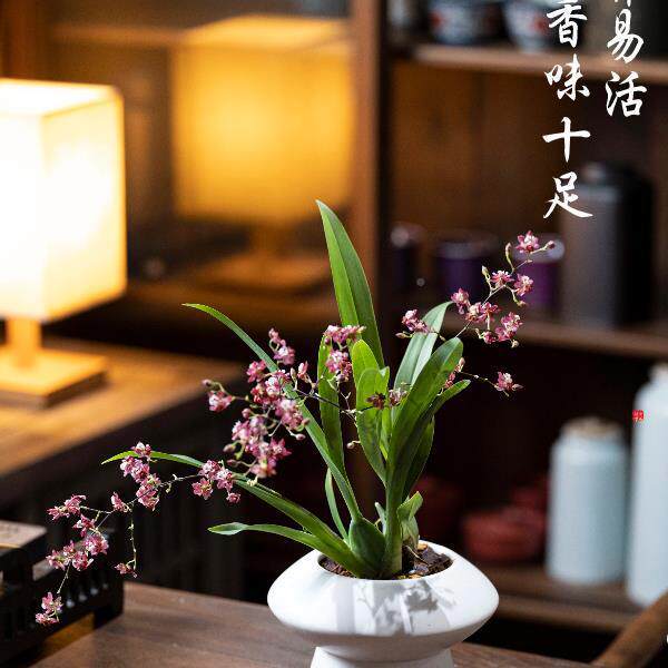 梦香F97H98MH文心兰带苞教师节鲜花卉花厅盆栽兰香盆栽花办公室客