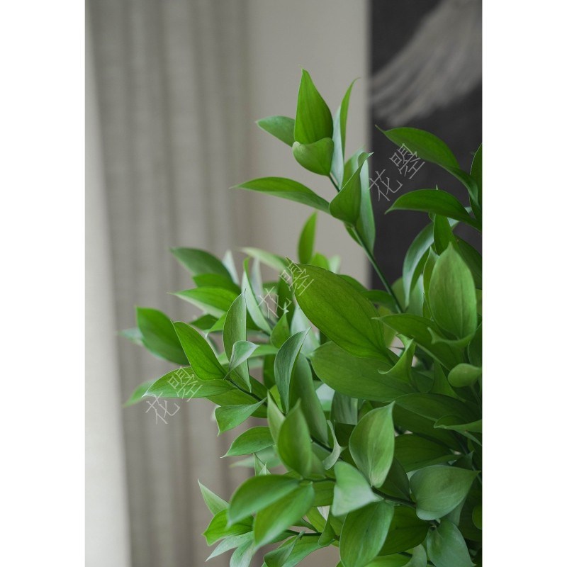 花曌 橘叶桔叶鲜切植物水养植物鲜花真花超长待机餐桌书桌瓶插花