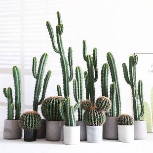 仿真仙人掌沙生风格植物造景搭配龙神柱门店堆景店铺装饰摆件