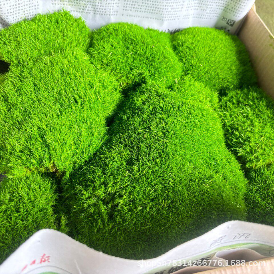 永生苔藓A级永生狭叶白发藓永生青苔植物墙室内景观造景绿苔藓球