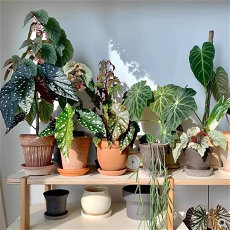 麒麟瓜秋海棠蟆叶类阳台室外室内客厅桌面绿植盆栽观叶赏花植物