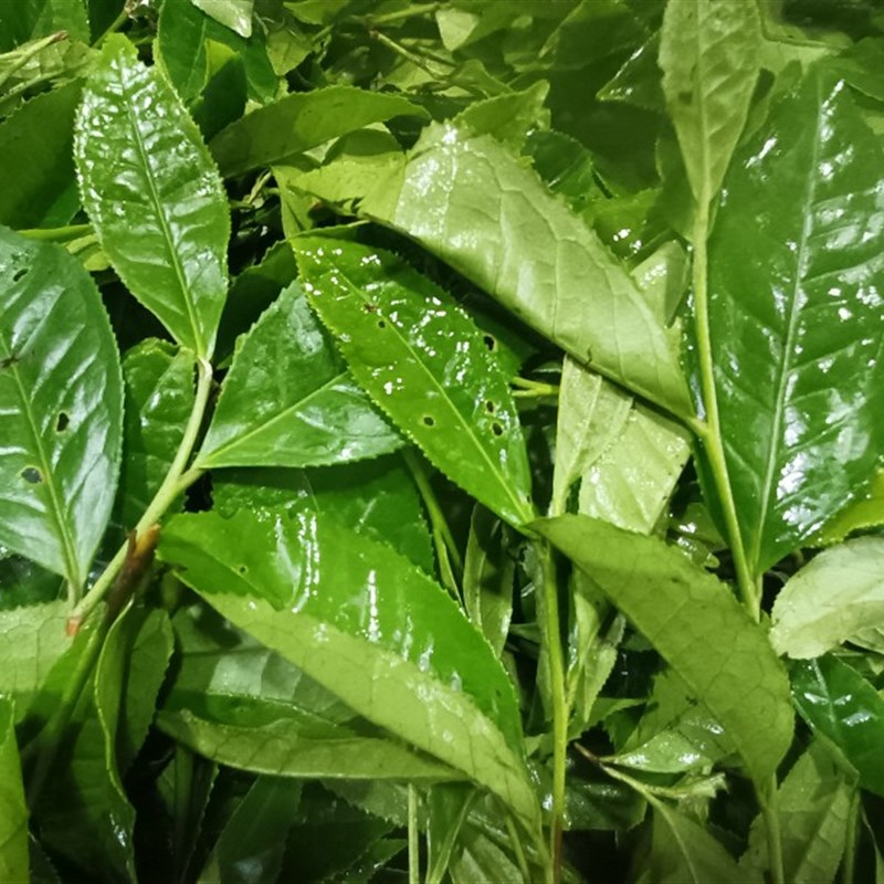 五里场~20年桐木大白老枞红茶