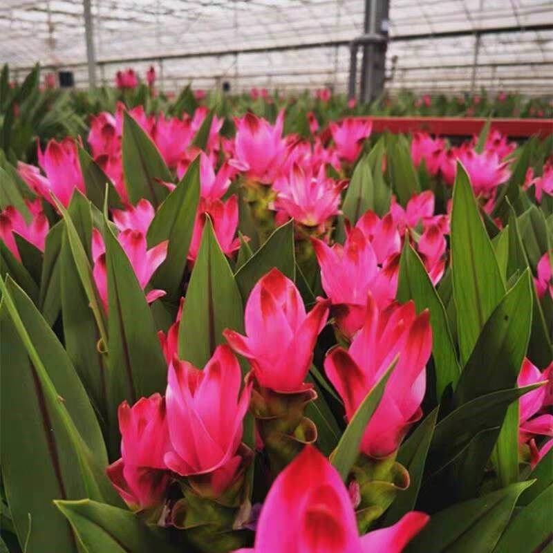 带花苞姜荷花盆栽阳台四季开花鲜花植物耐热花卉客厅好养净化空气