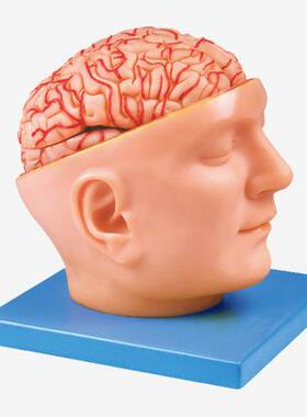 头部附脑和动脉模型A18219
