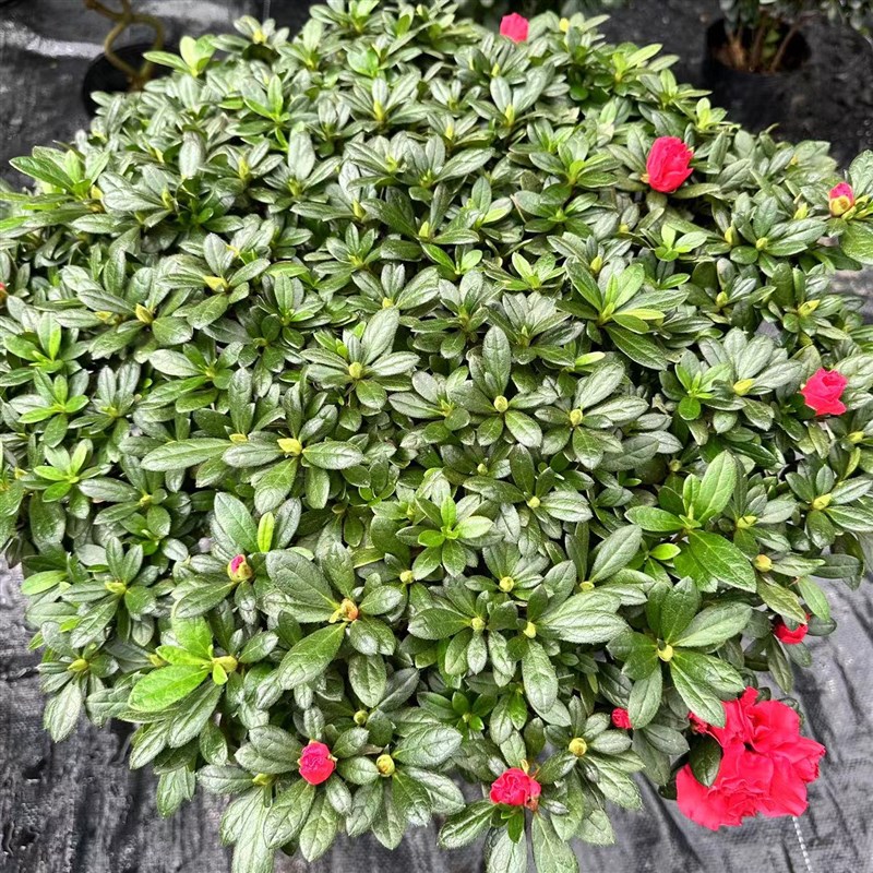 杨梅红杜鹃花四季开花绿植盆栽花卉室内室外客厅阳台好养易活