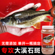 小官人溪石斑鱼饵料野钓马口石斑鱼溪哥鲫鱼通杀溪流钓秘制饵窝料