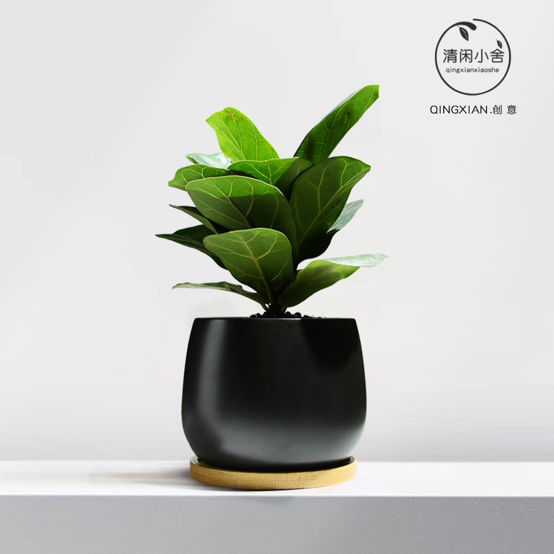 琴叶榕室内创意盆栽客厅大叶绿植办公室净化空气花卉耐阴桌面植物