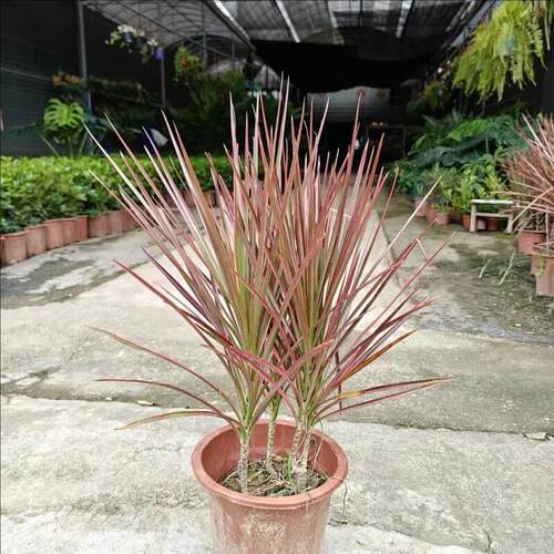 七彩铁千年木绿植盆栽水培植物室内马尾铁庭院耐旱盆景苗小龙血树