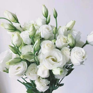 昆明鲜花直发:洋桔梗结婚婚礼家庭用花办公插花鲜花配花~招代理