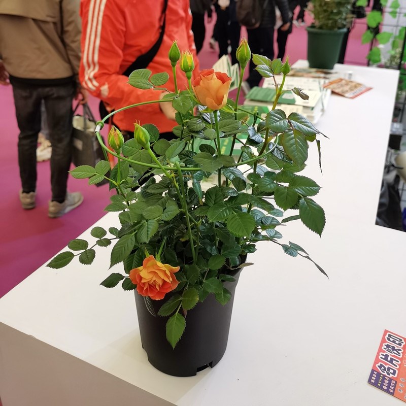 蟹爪兰支架单层花架兰花护叶支撑杆花架爬藤架子攀爬植物园艺支架图片