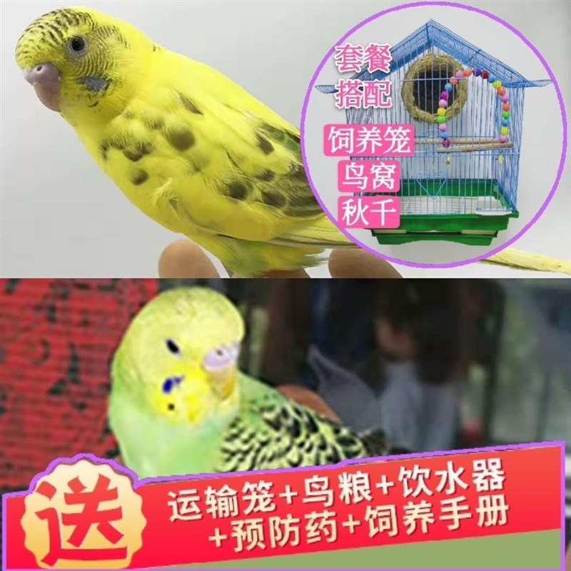 鹦鹉活鸟宠物鸟鹦鹉虎皮鹦鹉云斑鹦鹉手养小鸟会说话玄凤鹦鹉幼鸟